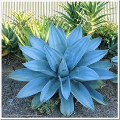 a large blue plant in front of some plants