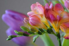 some pink and yellow flowers are in a vase