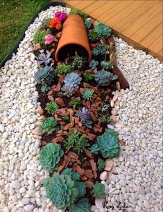 a garden filled with lots of succulents and rocks