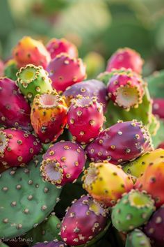 colorful cactus flowers with green leaves in the backgrounnd and yellow dots on them