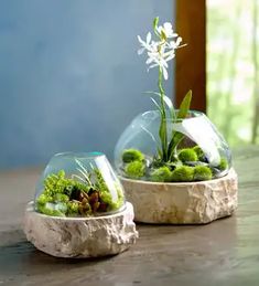 two glass vases with plants and rocks in them