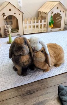 two rabbits cuddle together on the floor in front of their toy houses and toys