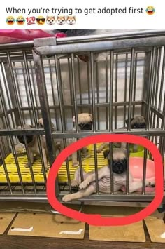 a dog in a cage with the caption when you're trying to get adopted first