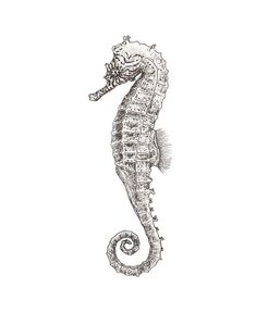 a black and white drawing of a sea horse