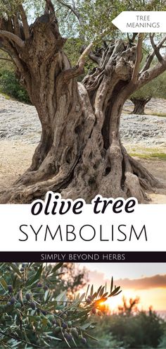 an olive tree with the words olive tree symboism above it and below it