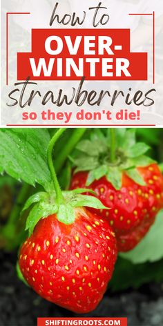 strawberries growing in the garden with text overlay that reads how to over - winter strawberries so they don't die