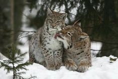 two lynxs sitting in the snow with their mouths open