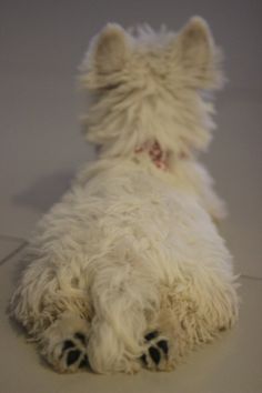 a small white dog laying on the floor