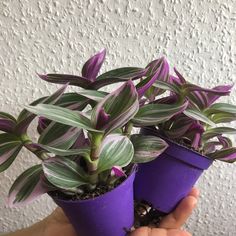 two purple potted plants with green leaves are held in the palm of a person's hand