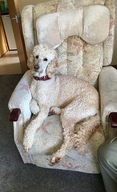 a poodle is sitting in a chair with its head on the armrests