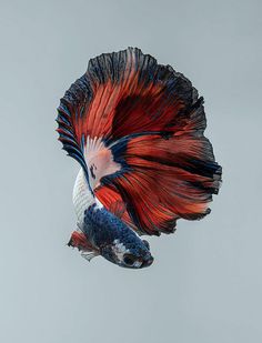 a siamese fish with red, white and blue feathers flying in the air above