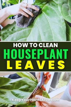 how to clean houseplant leaves