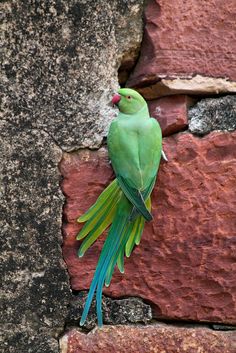 a green and blue bird sitting on top of a red brick wall next to a stone wall