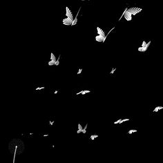 a flock of butterflies flying in the night sky