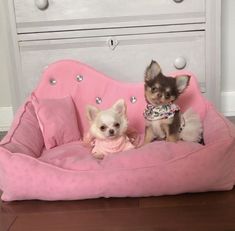 two small dogs sitting on a pink dog bed