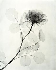 a black and white photo of a flower