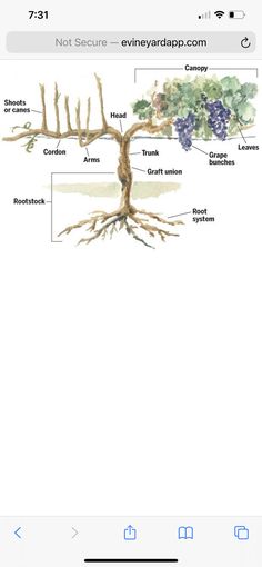 an iphone screen showing the parts of a grape tree and its root system, labeled