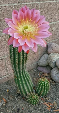 a pink flower sitting on top of a green cactus