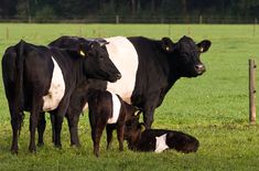 three black and white cows are standing in the grass near a fence, with one laying down on the ground