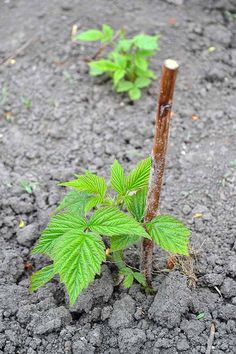 a small green plant growing out of the ground next to a wooden stick with leaves on it