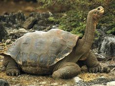 a large turtle sitting on top of a dirt ground next to rocks and trees in the background