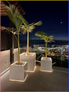 three palm trees in white planters on a balcony overlooking the city lights at night