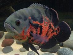 a fish that is swimming in some water