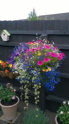 several potted plants in front of a black fence with birdhouse on top and colorful flowers below