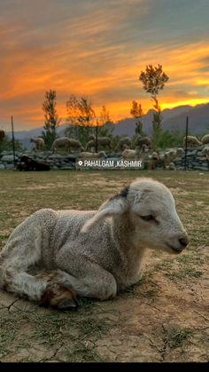 a sheep laying on the ground in an open field