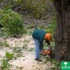 a man in an orange hard hat is cutting down a tree with a chainsaw