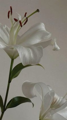 two white flowers in a vase on a table