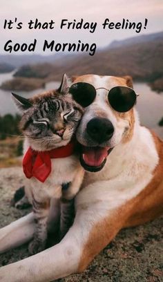 a dog and cat are sitting on the ground with their heads close to each other that says, it's that friday feeling good morning