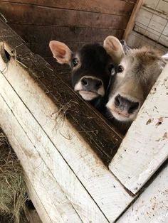 two baby cows peeking out from behind a wooden fence