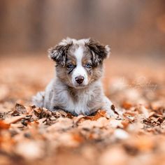 a puppy is sitting in the leaves and looking at the camera