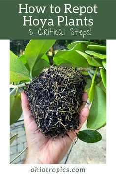 how to reppost hoya plants in 3 crucial steps