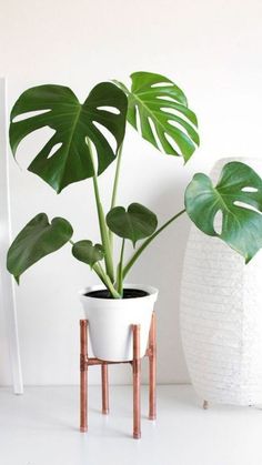 a potted plant sitting next to a white vase