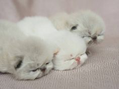 two white kittens cuddle together on a pink blanket