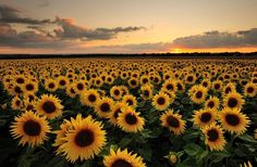 the sunflowers are blooming in the field at sunset, and there is no image to describe