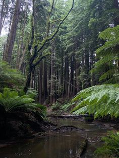 #forest #creek #adventure #hiking Forest Creek, Coniferous Forest, Adventure Hiking