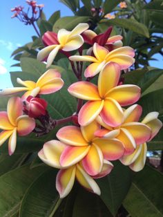 yellow and red flowers are blooming on the tree