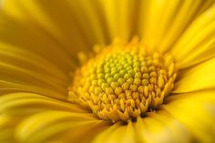 the center of a large yellow flower