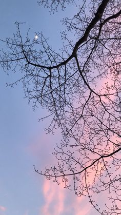 tree branches with no leaves against a pink and blue sky