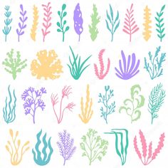 an assortment of seaweed and corals in pastel colors on a white background