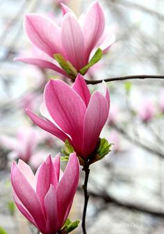 pink flowers are blooming on the tree branch