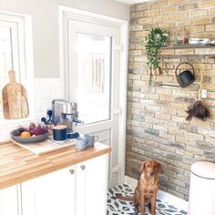 a brown dog sitting on top of a kitchen floor next to a sink and counter