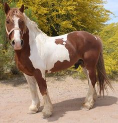 a brown and white horse standing on top of a dirt field next to trees with yellow flowers