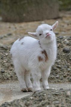 a small white goat standing on top of a dirt field