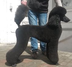 a black poodle standing on top of a brick floor next to a person wearing blue jeans