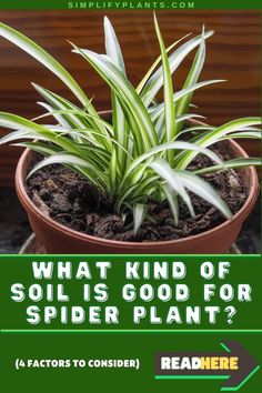 a spider plant with the words what kind of soil is good for spider plant?