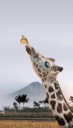 a giraffe with its head in the air looking at a butterfly on it's nose